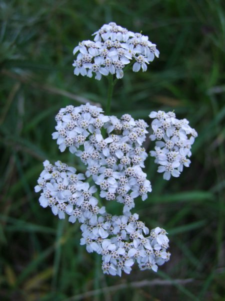 dscf0247.jpg